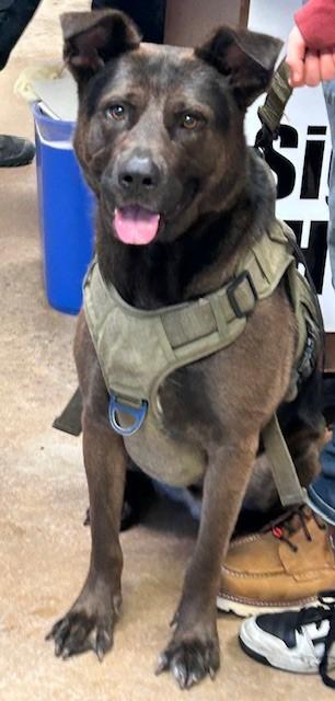 Bear, Adoptable, Adult Male Pit Bull Terrier & Mixed Breed.