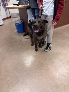 Bear, a Adoptable mixed breed in Irving, TX image 2/2