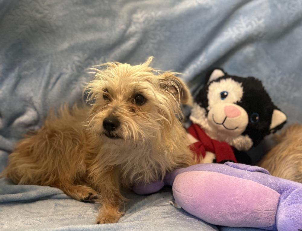 Frannie, Adoptable, Young Female Cairn Terrier.