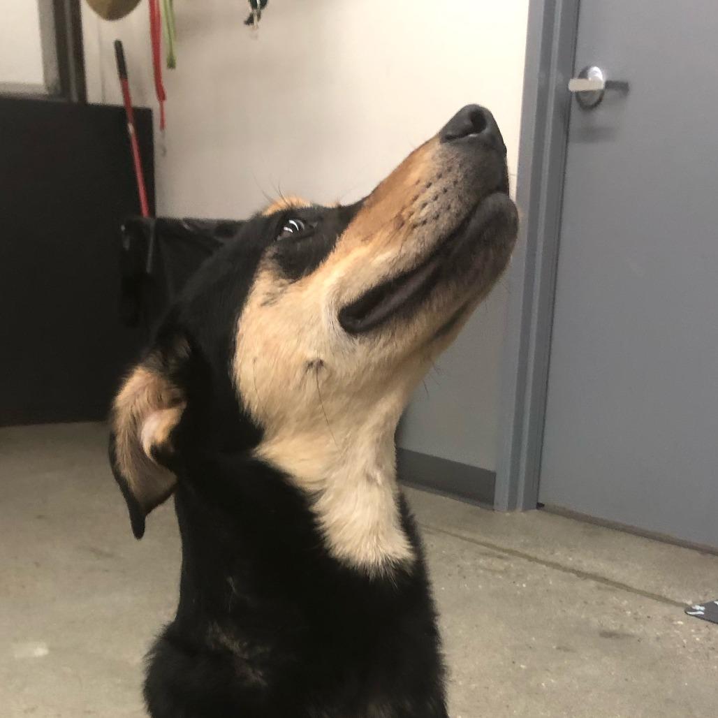 Enlarge Peter Barker - The Destroyer of Chaos!, a Adoptable mixed breed in South Haven, MI image 1/6