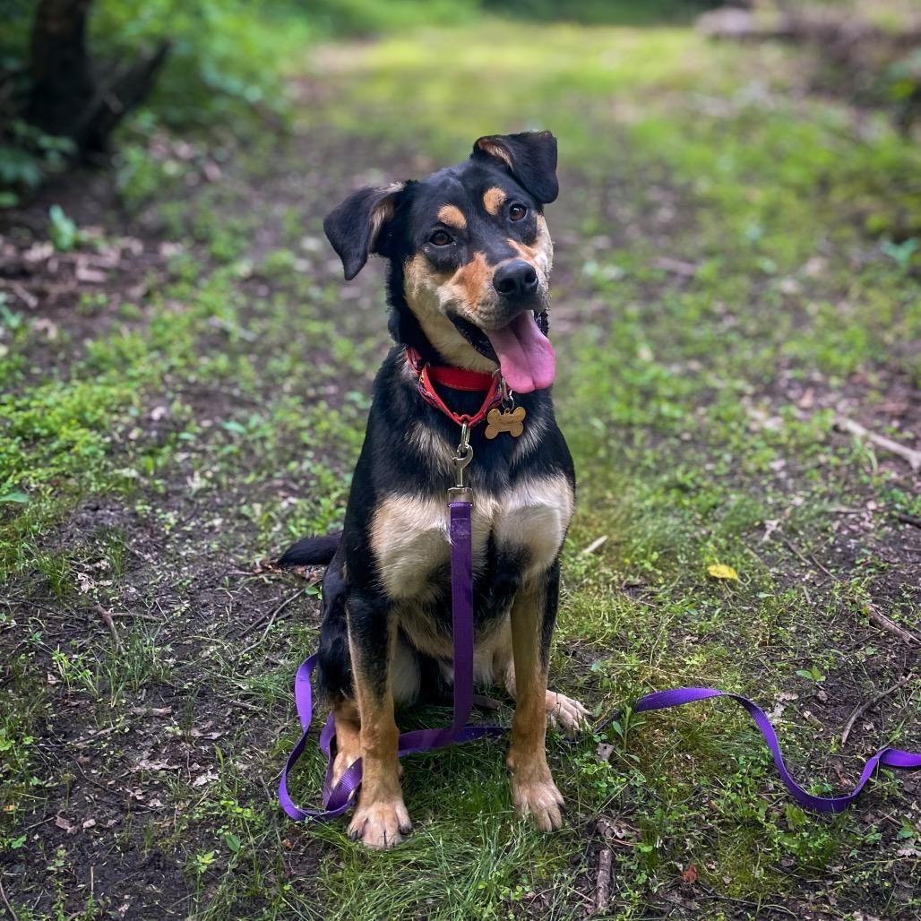 Peter Barker - The Destroyer of Chaos!, Adoptable, Adult Male Shepherd & Mixed Breed.