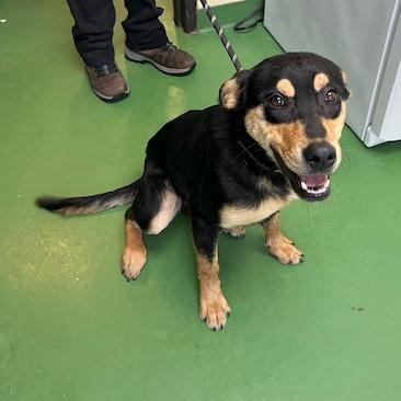 Enlarge Peter Barker - The Destroyer of Chaos!, a Adoptable mixed breed in South Haven, MI image 3/6