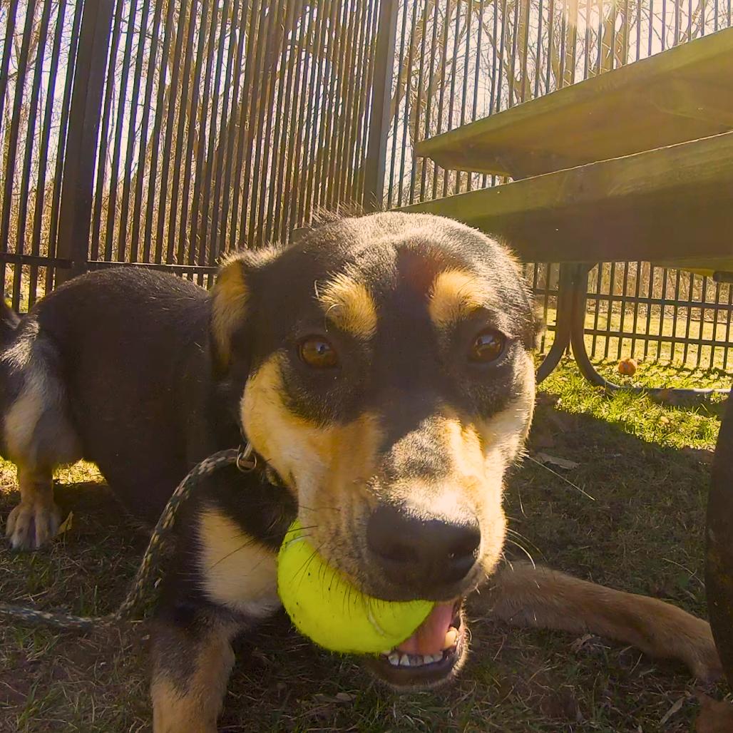Peter Barker - The Destroyer of Chaos!, Adoptable, Adult Male Shepherd & Mixed Breed.