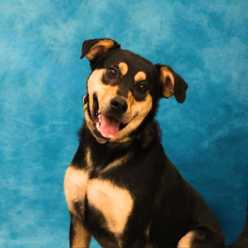 Enlarge Peter Barker - The Destroyer of Chaos!, a Adoptable mixed breed in South Haven, MI image 2/6