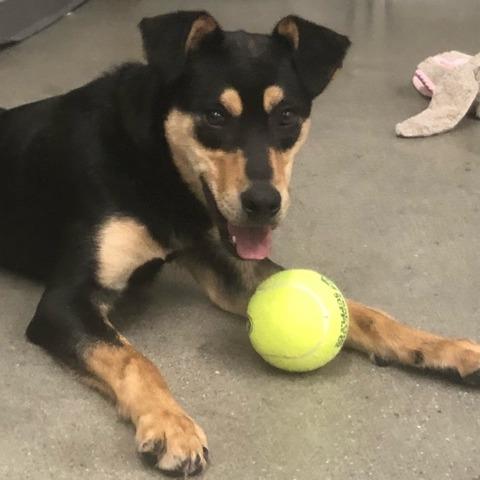 Enlarge Peter Barker - The Destroyer of Chaos!, a Adoptable mixed breed in South Haven, MI image 4/6