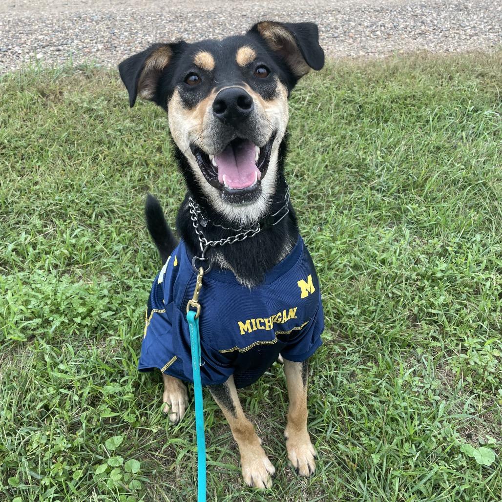 Enlarge Peter Barker - The Destroyer of Chaos!, a Adoptable mixed breed in South Haven, MI image 3/6