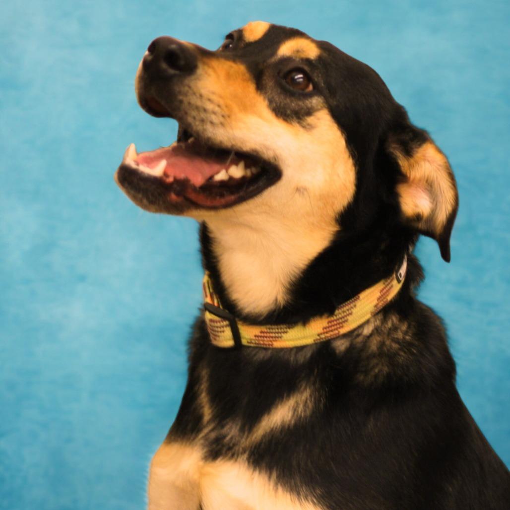 Enlarge Peter Barker - The Destroyer of Chaos!, a Adoptable mixed breed in South Haven, MI image 3/6