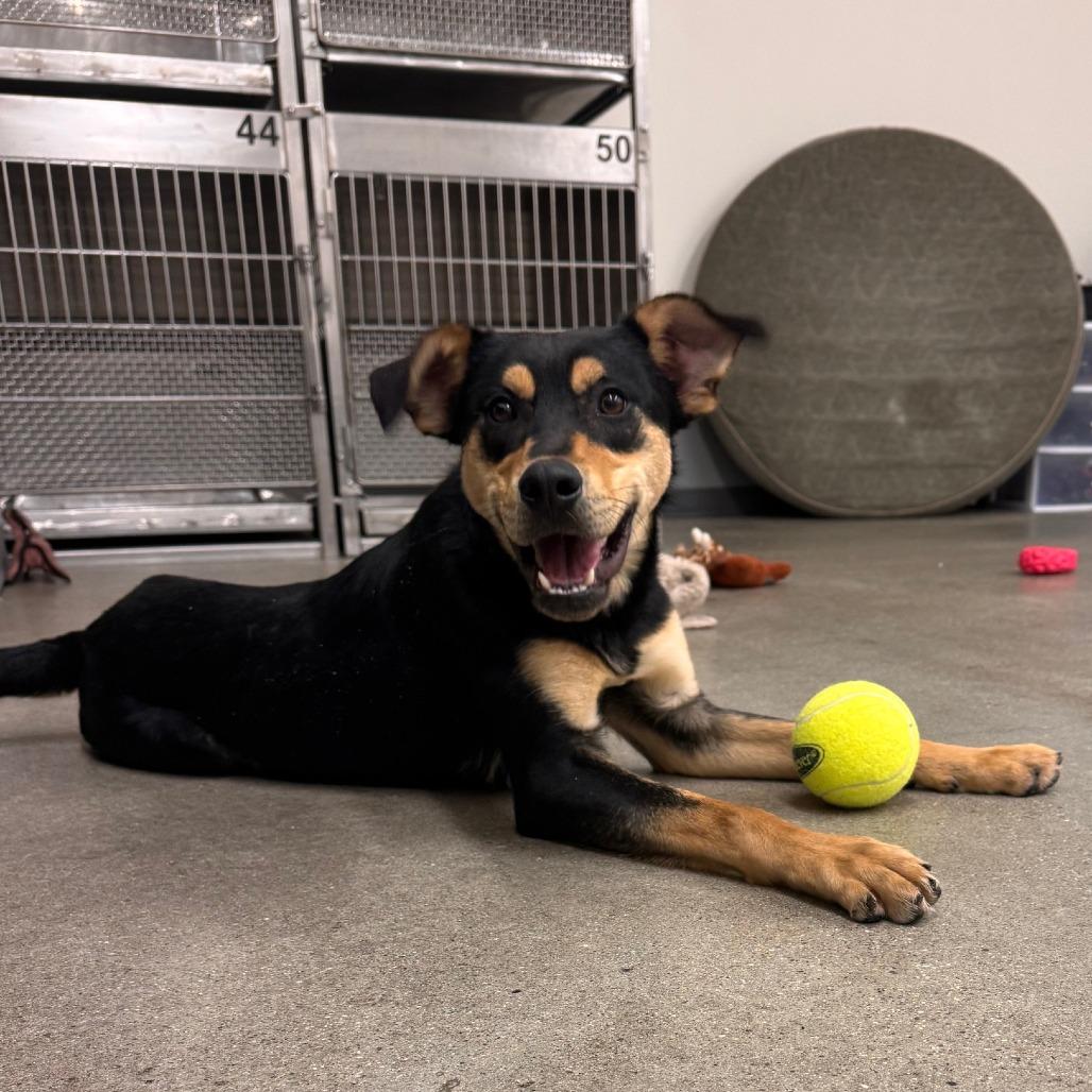 Enlarge Peter Barker - The Destroyer of Chaos!, a Adoptable mixed breed in South Haven, MI image 5/6