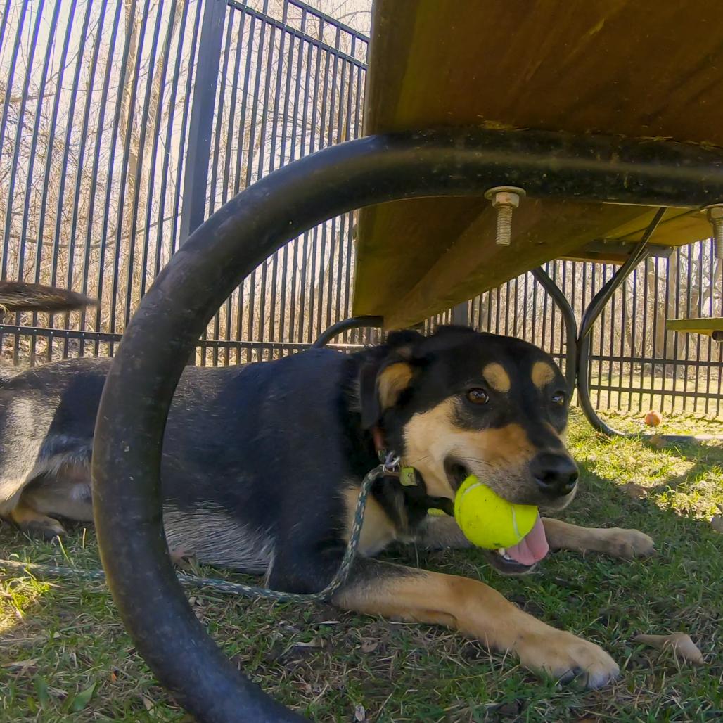 Enlarge Peter Barker - The Destroyer of Chaos!, a Adoptable mixed breed in South Haven, MI image 5/6