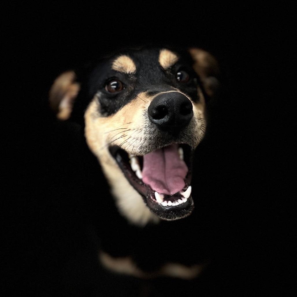 Enlarge Peter Barker - The Destroyer of Chaos!, a Adoptable mixed breed in South Haven, MI image 6/6