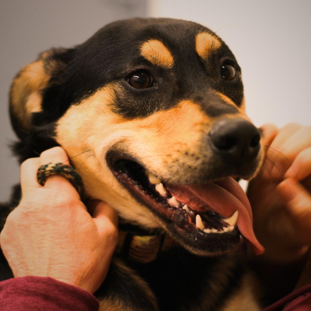 Enlarge Peter Barker - The Destroyer of Chaos!, a Adoptable mixed breed in South Haven, MI image 6/6