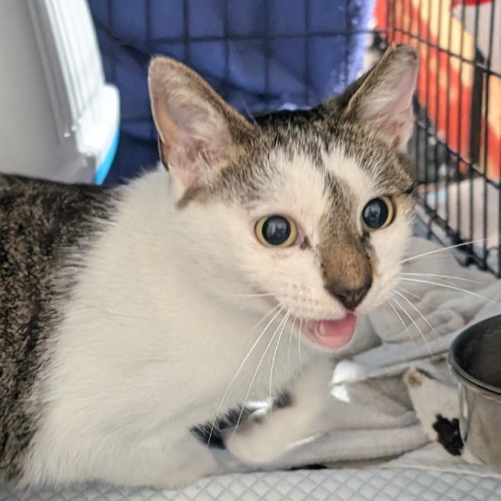 Enlarge Enya, a Adoptable Domestic Short Hair in Pikesville, MD image 2/6