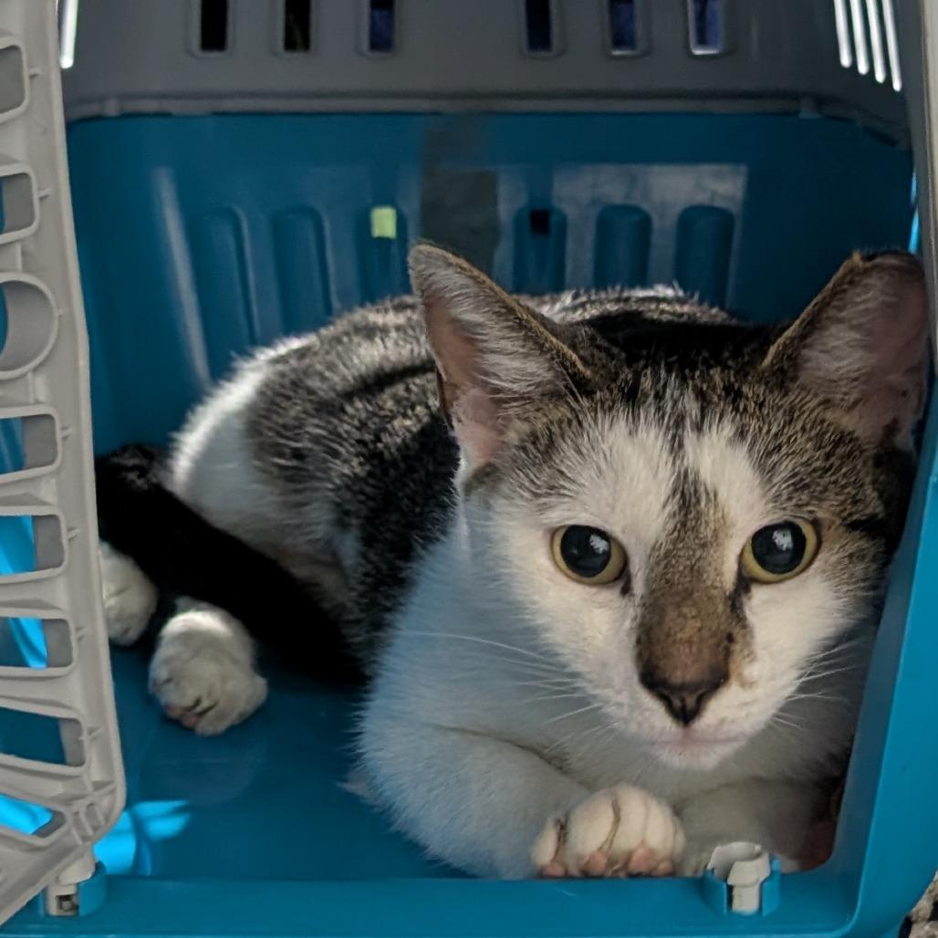 Enlarge Enya, a Adoptable Domestic Short Hair in Pikesville, MD image 3/6