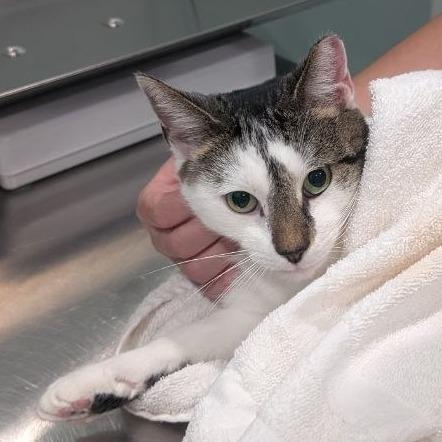 Enlarge Enya, a Adoptable Domestic Short Hair in Pikesville, MD image 4/6