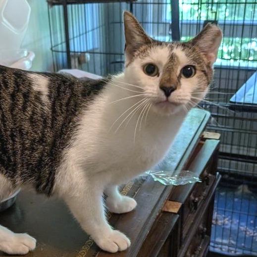 Enlarge Enya, a Adoptable Domestic Short Hair in Pikesville, MD image 1/6