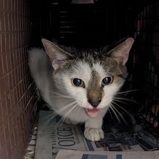 Enlarge Enya, a Adoptable Domestic Short Hair in Pikesville, MD image 5/6