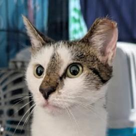 Enlarge Enya, a Adoptable Domestic Short Hair in Pikesville, MD image 6/6