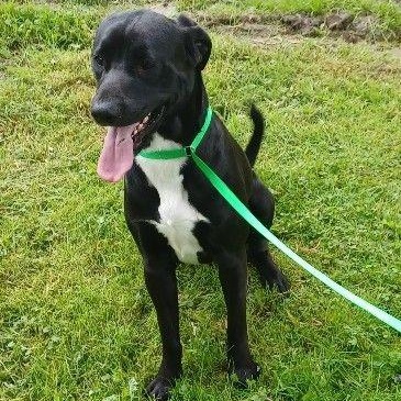 Coal, Young Male unknown