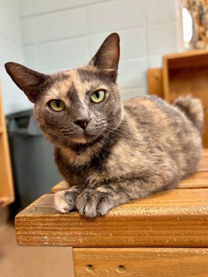Cinnamon Toast, Adoptable, Adult Female Domestic Short Hair & Domestic Short Hair.