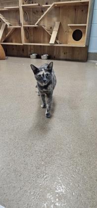 Enlarge Cinnamon Toast, a Adoptable mixed breed in Cumming, GA image 2/3