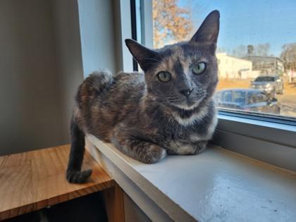 Enlarge Cinnamon Toast, a Adoptable mixed breed in Cumming, GA image 3/3