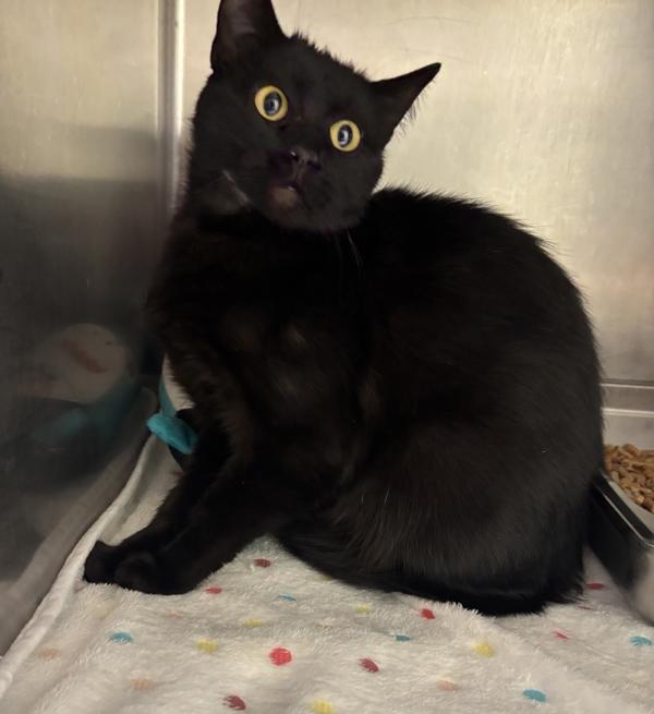 Enlarge Biscuit, a Adoptable mixed breed in Great Falls, MT image 1/1