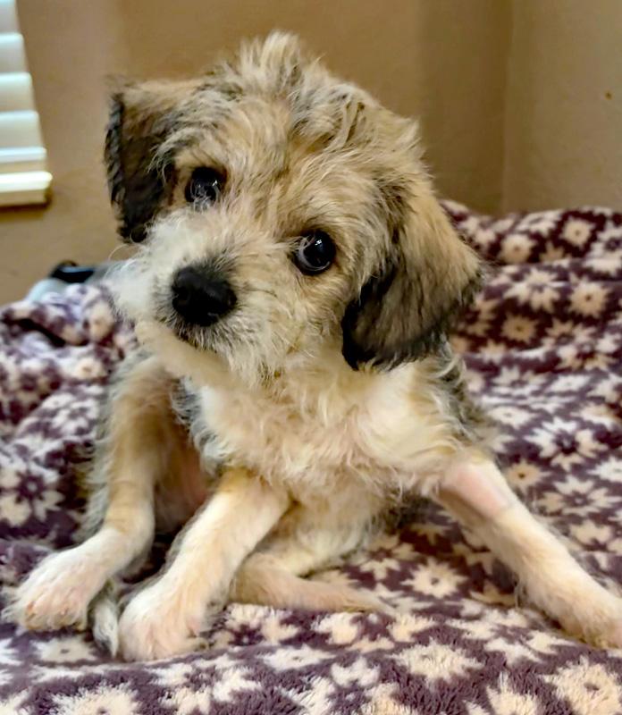 Ash, adopted, Puppy Male Terrier.
