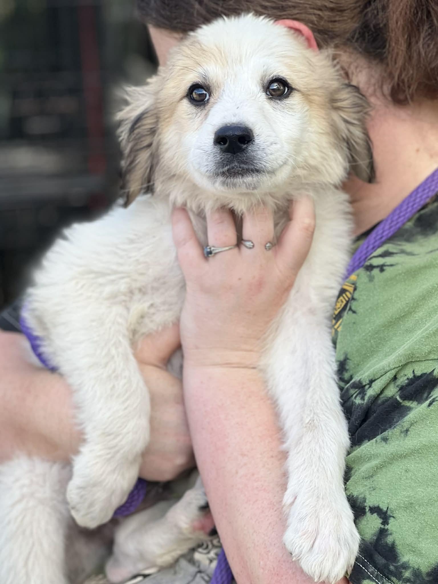 Cinch, a ADOPTABLE mixed breed in Brunswick, ME image 2/2