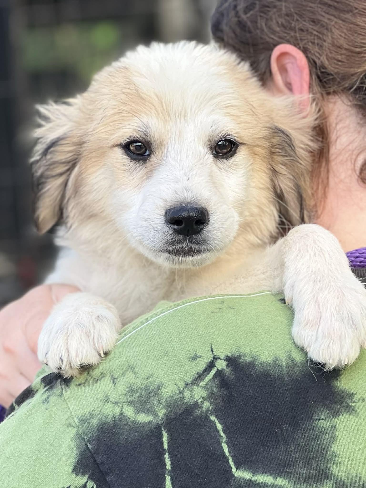 Cinch, a ADOPTABLE mixed breed in Brunswick, ME image 1/2