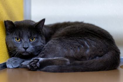 Enlarge Kenji, a Adoptable Domestic Short Hair in Clarks Summit, PA image 1/2