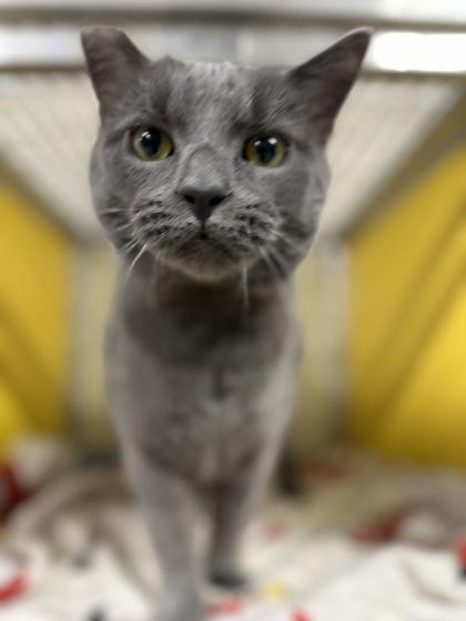 Enlarge Kenji, a Adoptable Domestic Short Hair in Clarks Summit, PA image 2/2