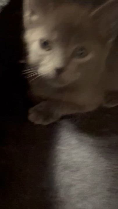 Enlarge Mango, an adoptable mixed breed in North Kingstown, RI video 3/4