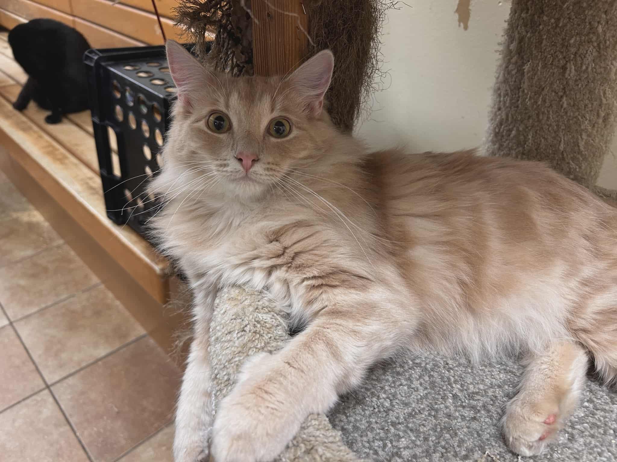 FENDRAKE, a Adoptable mixed breed in Murrieta, CA image 2/6