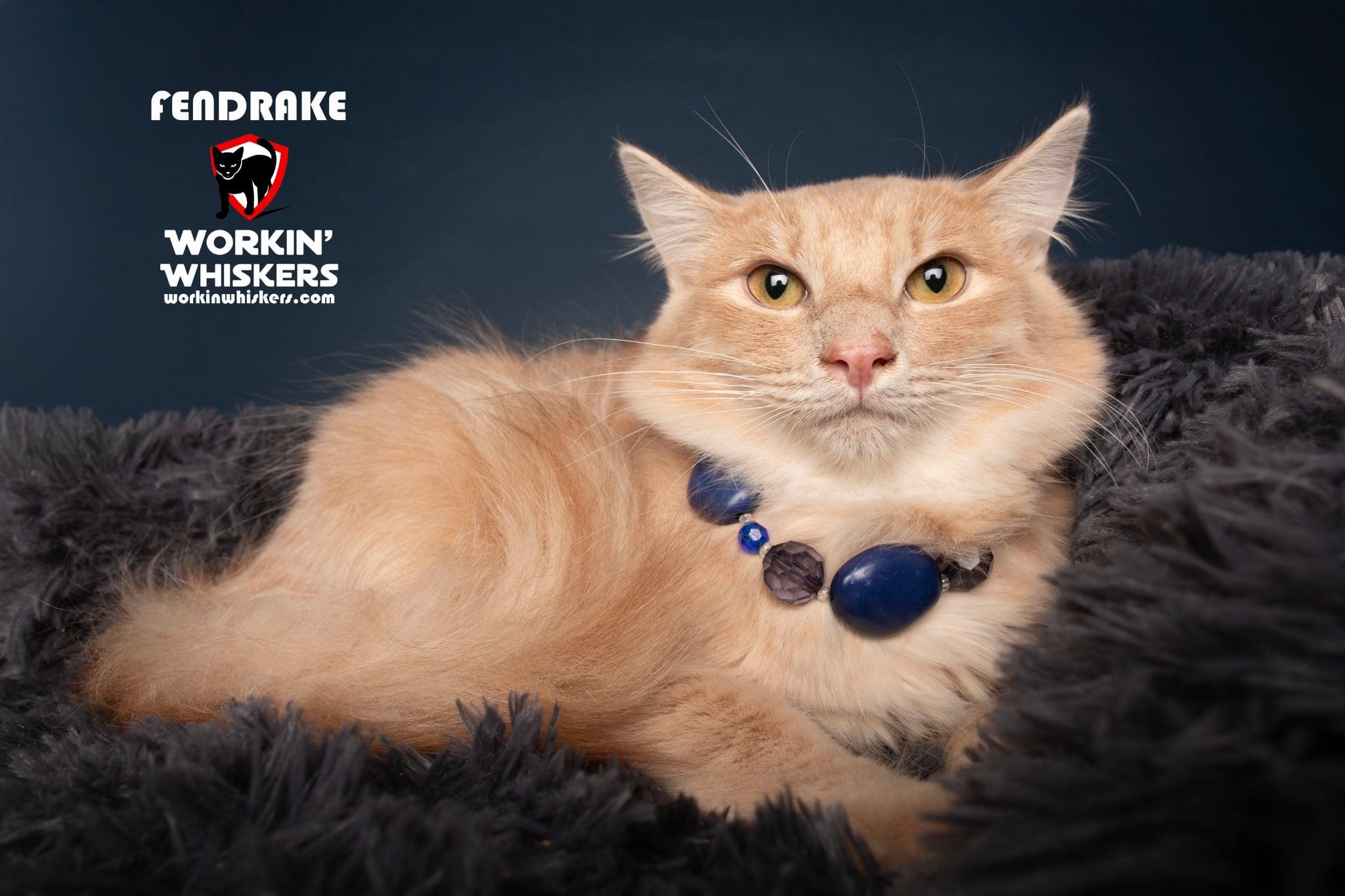 FENDRAKE, adopted, Kitten Male Maine Coon & Domestic Long Hair.