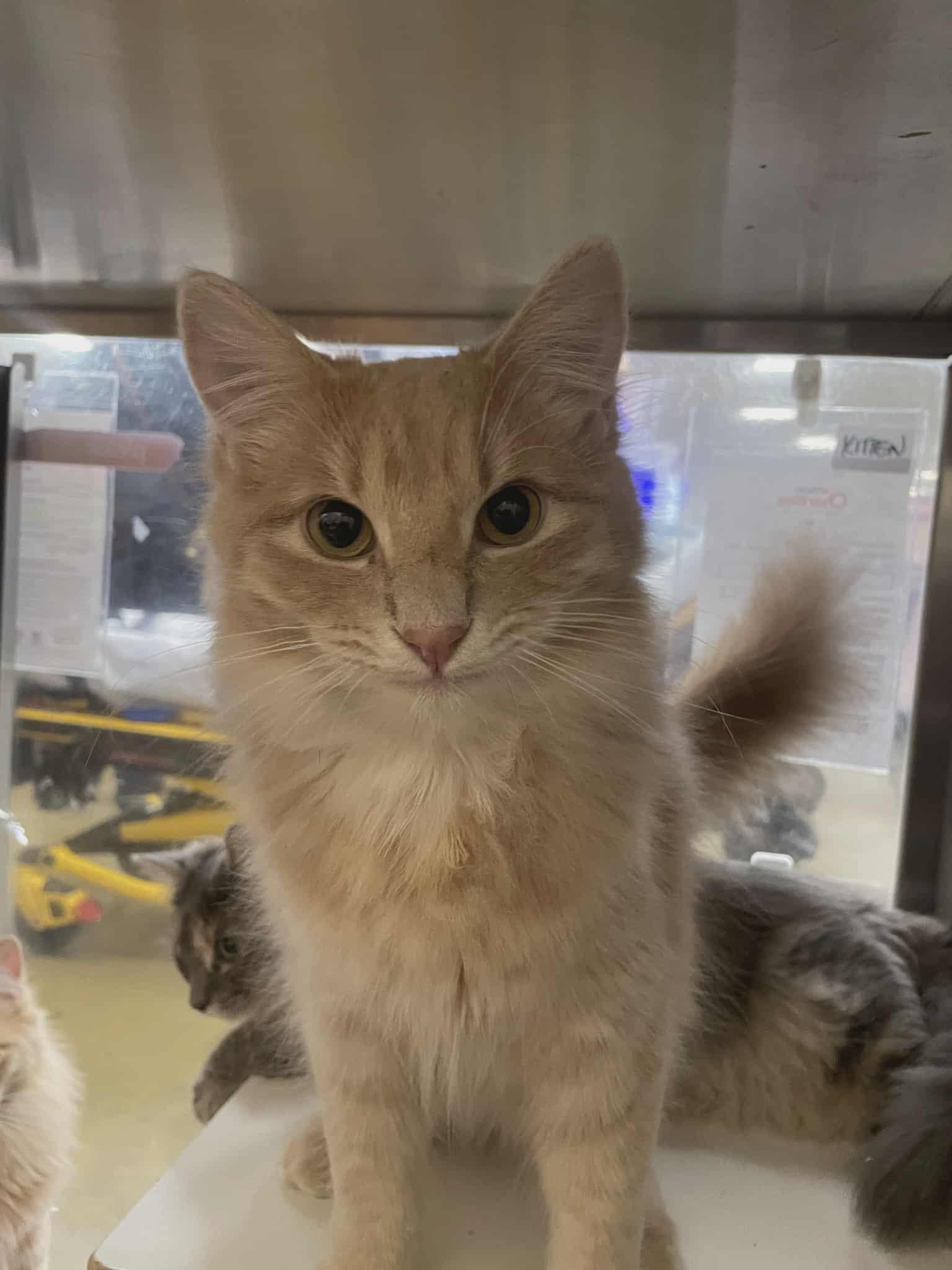 FENDRAKE, a Adoptable mixed breed in Murrieta, CA image 5/6