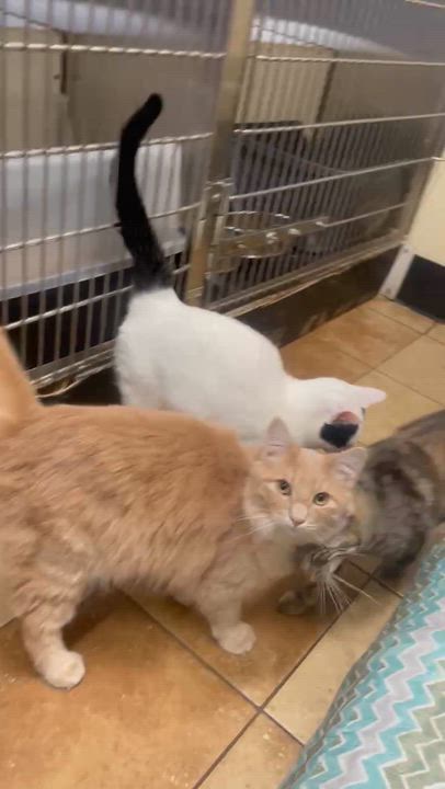 Enlarge FENDRAKE, a Adoptable mixed breed in Murrieta, CA video 6/6