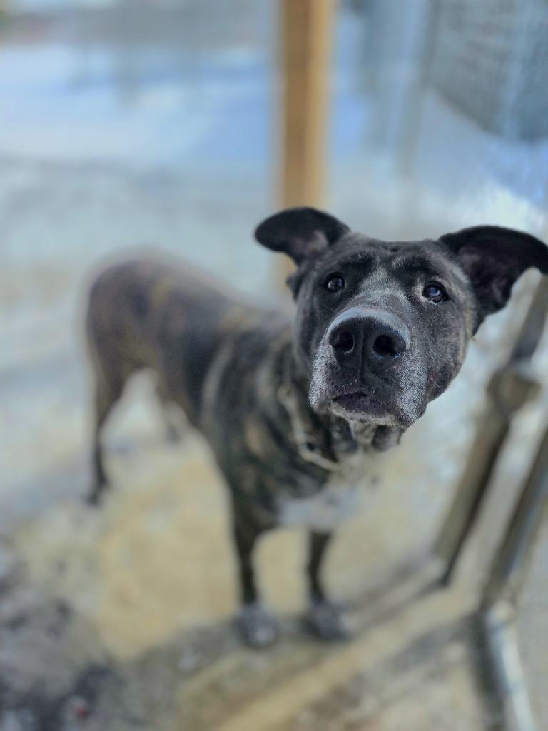 Michelle, Adoptable, Adult Female German Shepherd Dog & Mixed Breed.