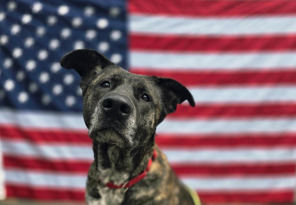 Enlarge Michelle, a Adoptable mixed breed in Sprakers, NY image 2/2