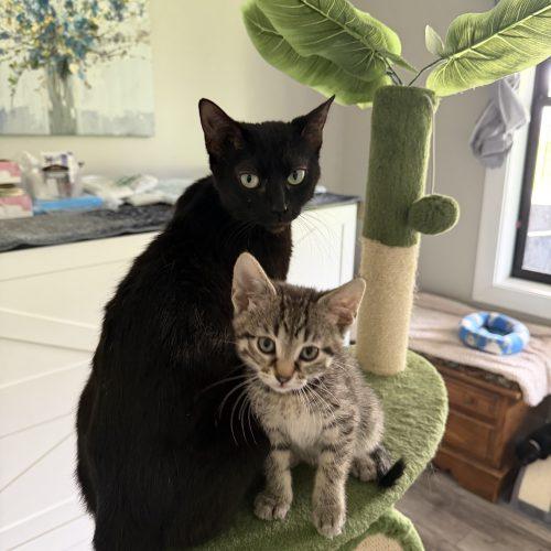 Astrid, Adoptable, Young Female Domestic Short Hair.