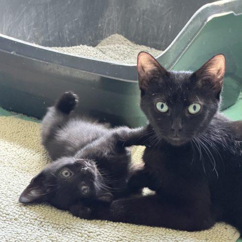 Astrid, a Adoptable Domestic Short Hair in Kenosha, WI image 2/3