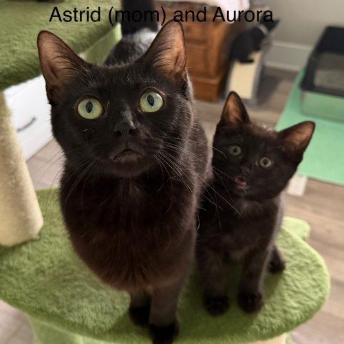 Astrid, a Adoptable Domestic Short Hair in Kenosha, WI image 3/3