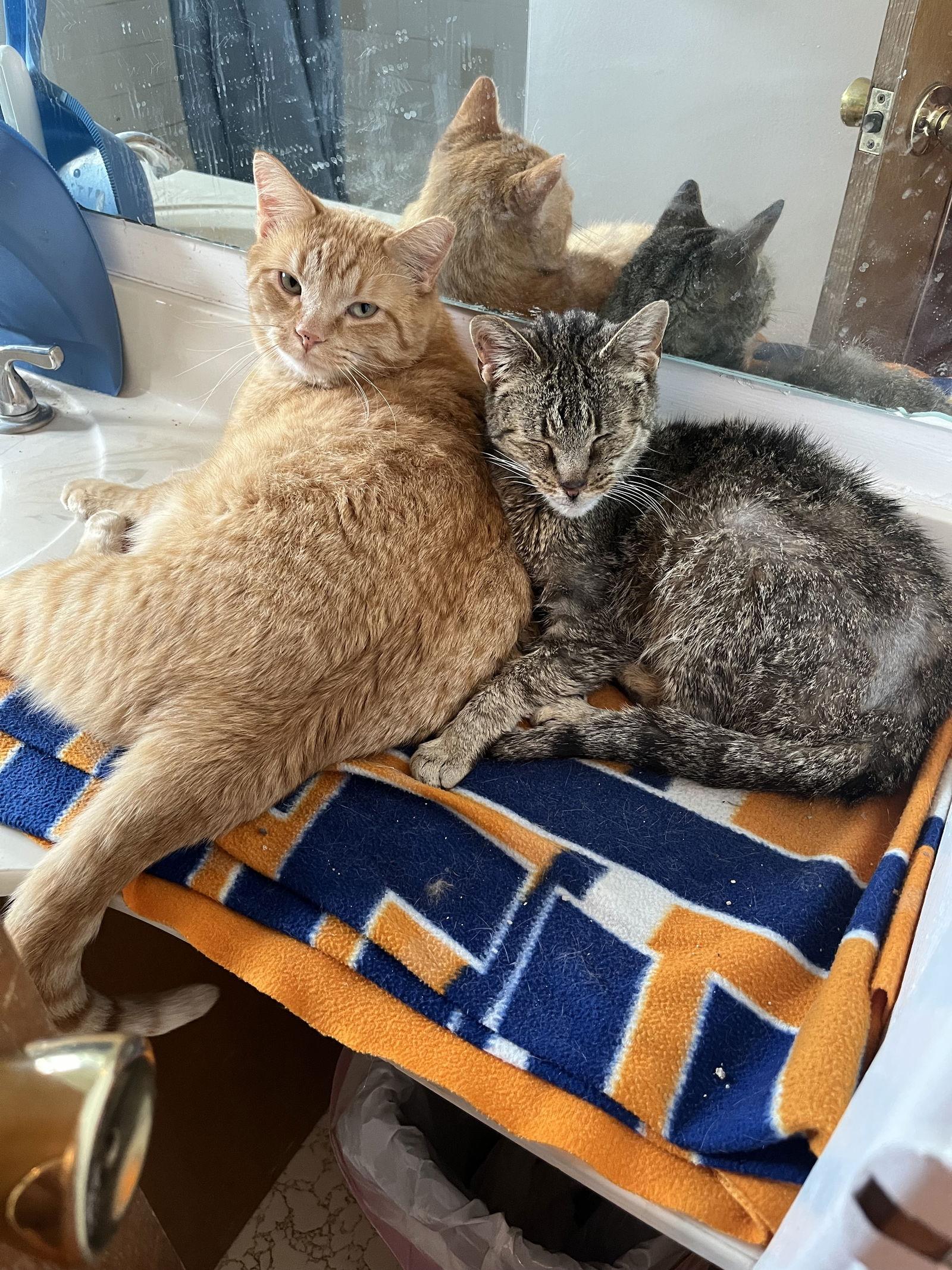 Misty (FIV+), Adoptable, Senior Female Domestic Short Hair.