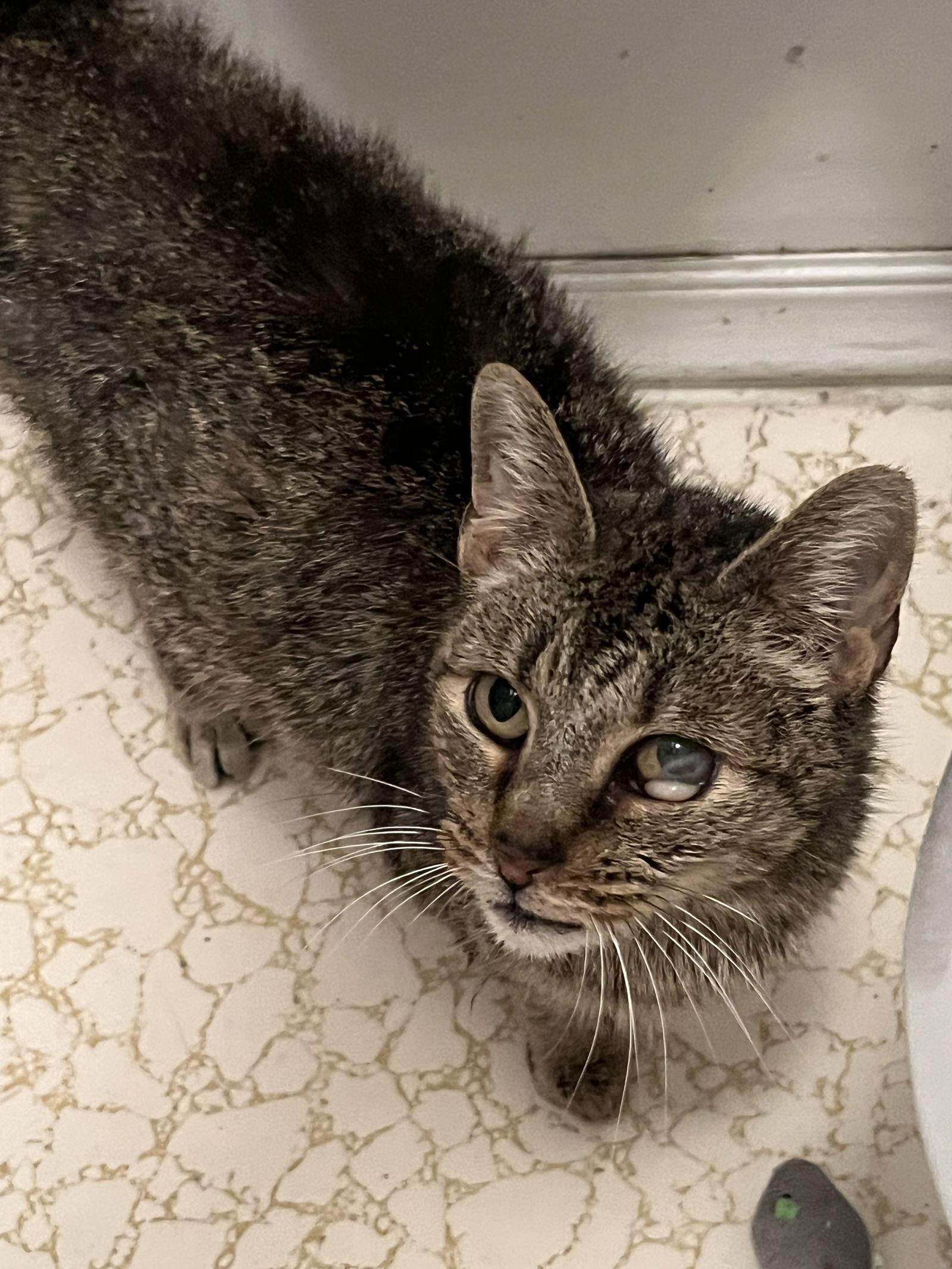 Misty, Adoptable, Senior Female Domestic Short Hair.