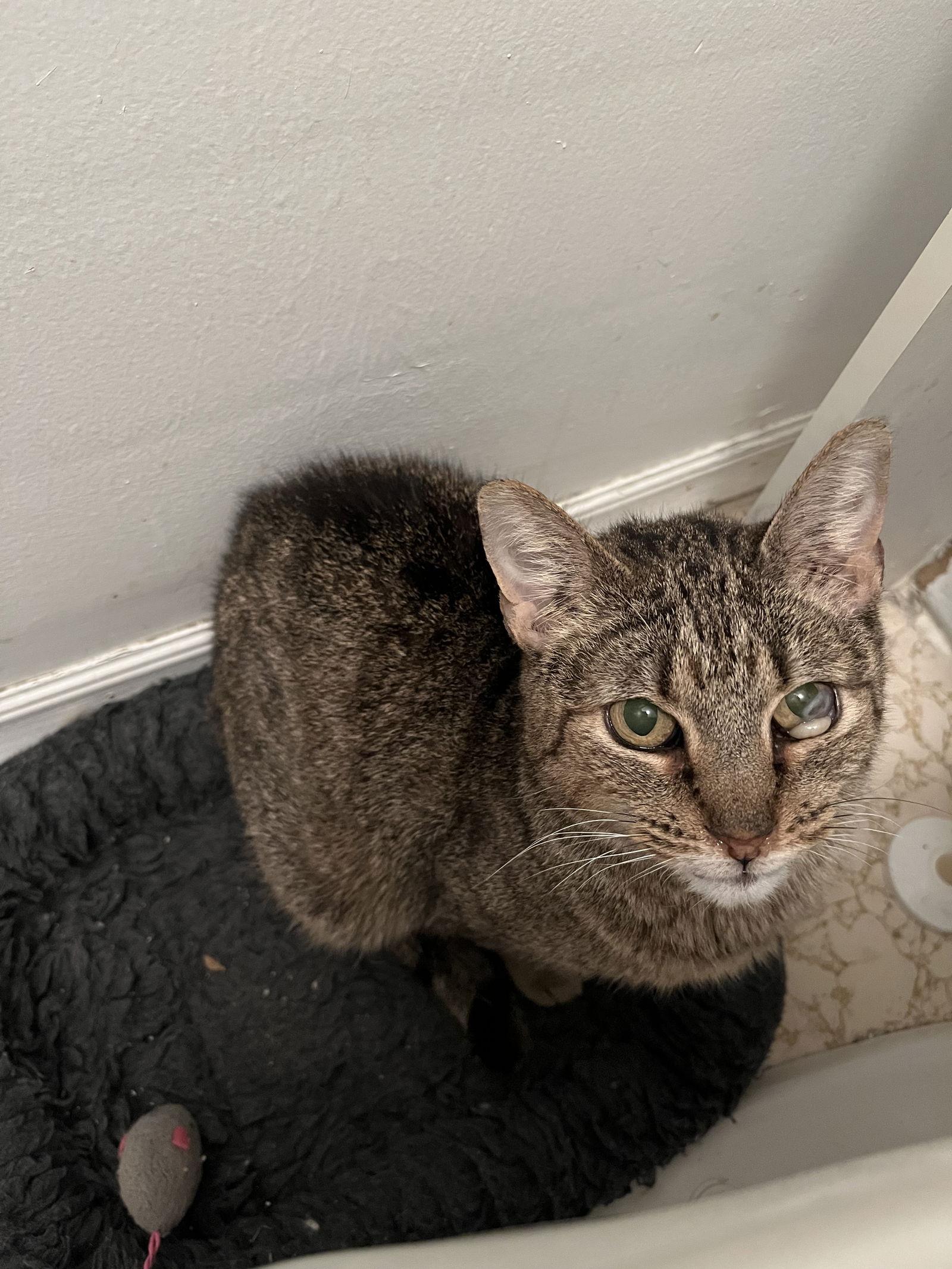 Enlarge Misty (FIV+), a Adoptable Domestic Short Hair in Aurora, CO image 3/3