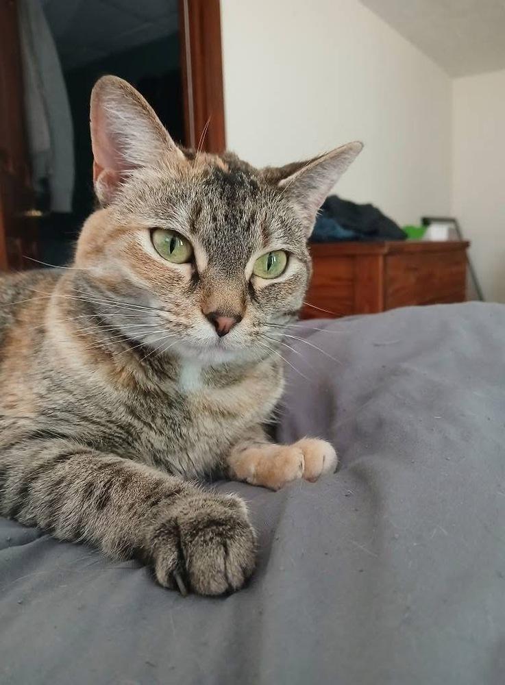 Enlarge Isabelle, a Adoptable Domestic Short Hair in Kennesaw, GA image 1/6