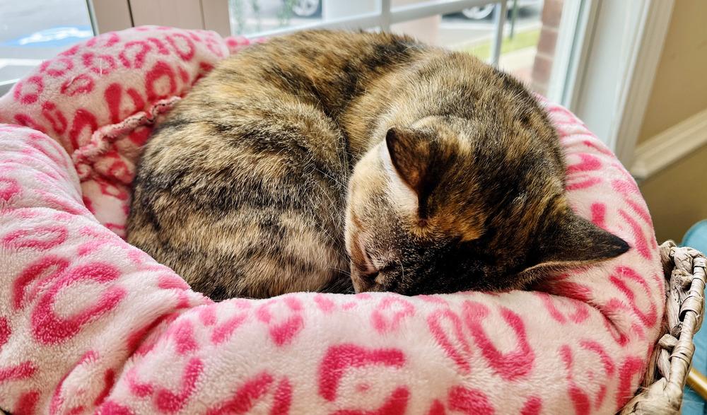 Enlarge Isabelle, a Adoptable Domestic Short Hair in Kennesaw, GA image 2/6