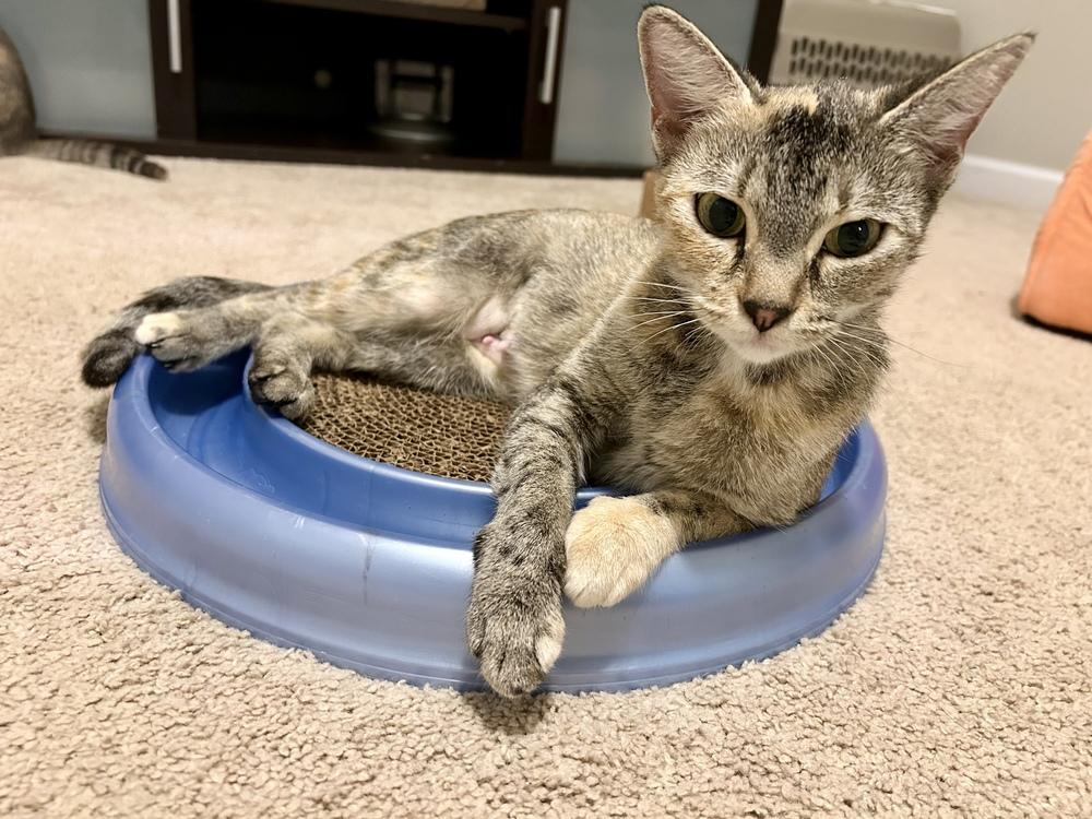 Enlarge Isabelle, a Adoptable Domestic Short Hair in Kennesaw, GA image 3/6