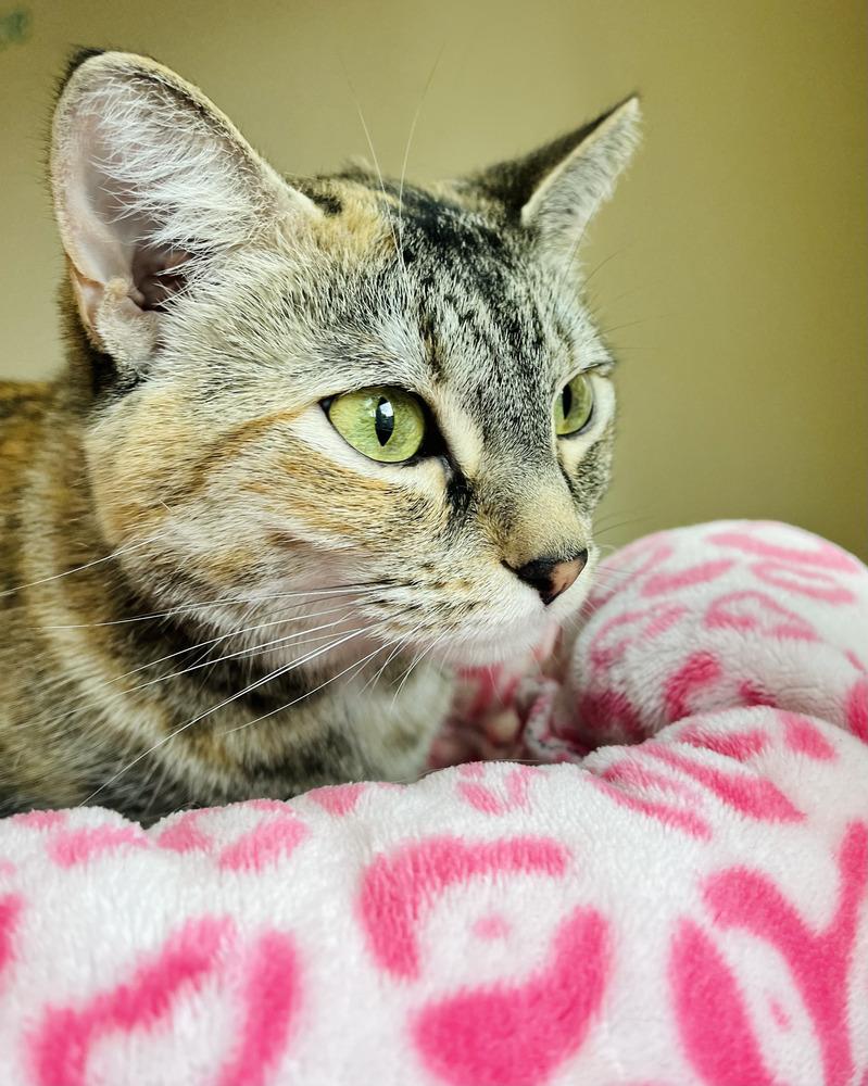 Enlarge Isabelle, a Adoptable Domestic Short Hair in Kennesaw, GA image 4/6