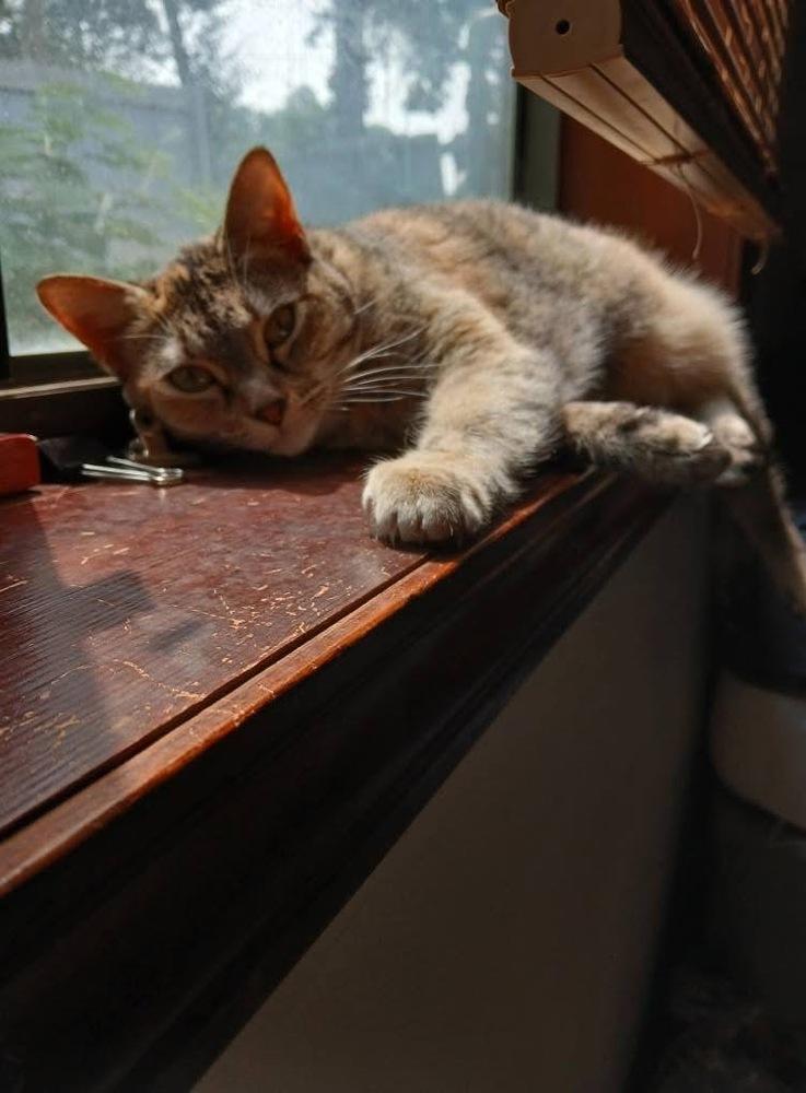 Enlarge Isabelle, a Adoptable Domestic Short Hair in Kennesaw, GA image 5/6