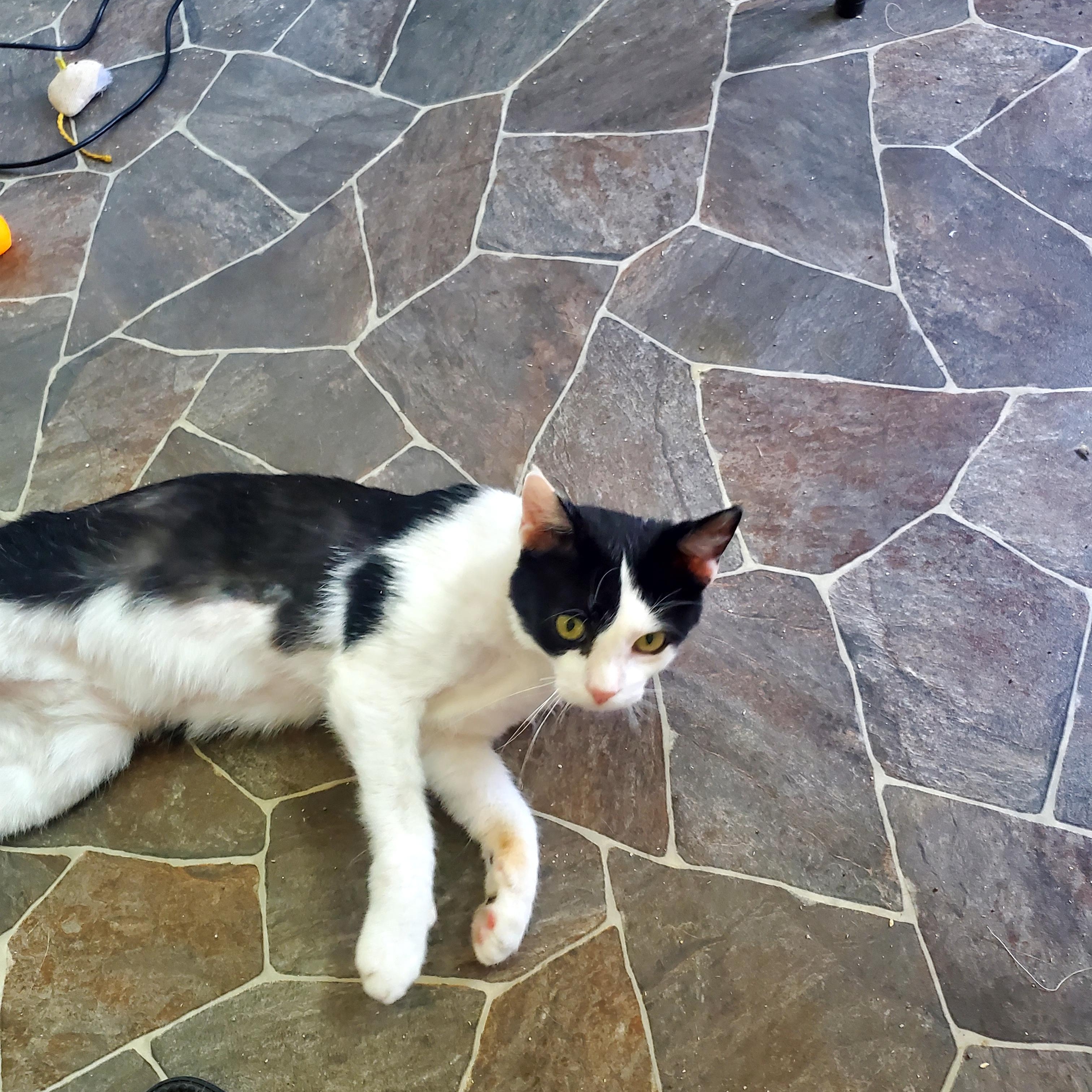 Mr. Personality, an adoptable Domestic Medium Hair in Gladwin, MI image 6/6
